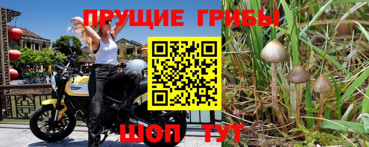Строитель  хочу наркоту  Вход с VPN  Псилоцибиновые грибы MAGIC MUSHROOMS 